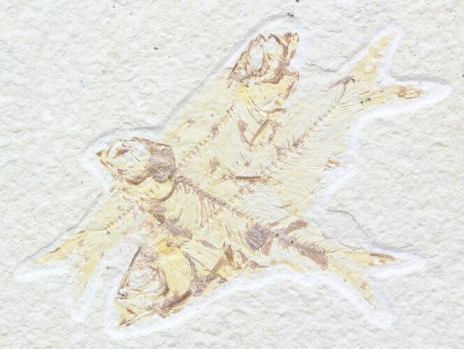 Multiple Knightia Fossil Fish Plate - x #42383